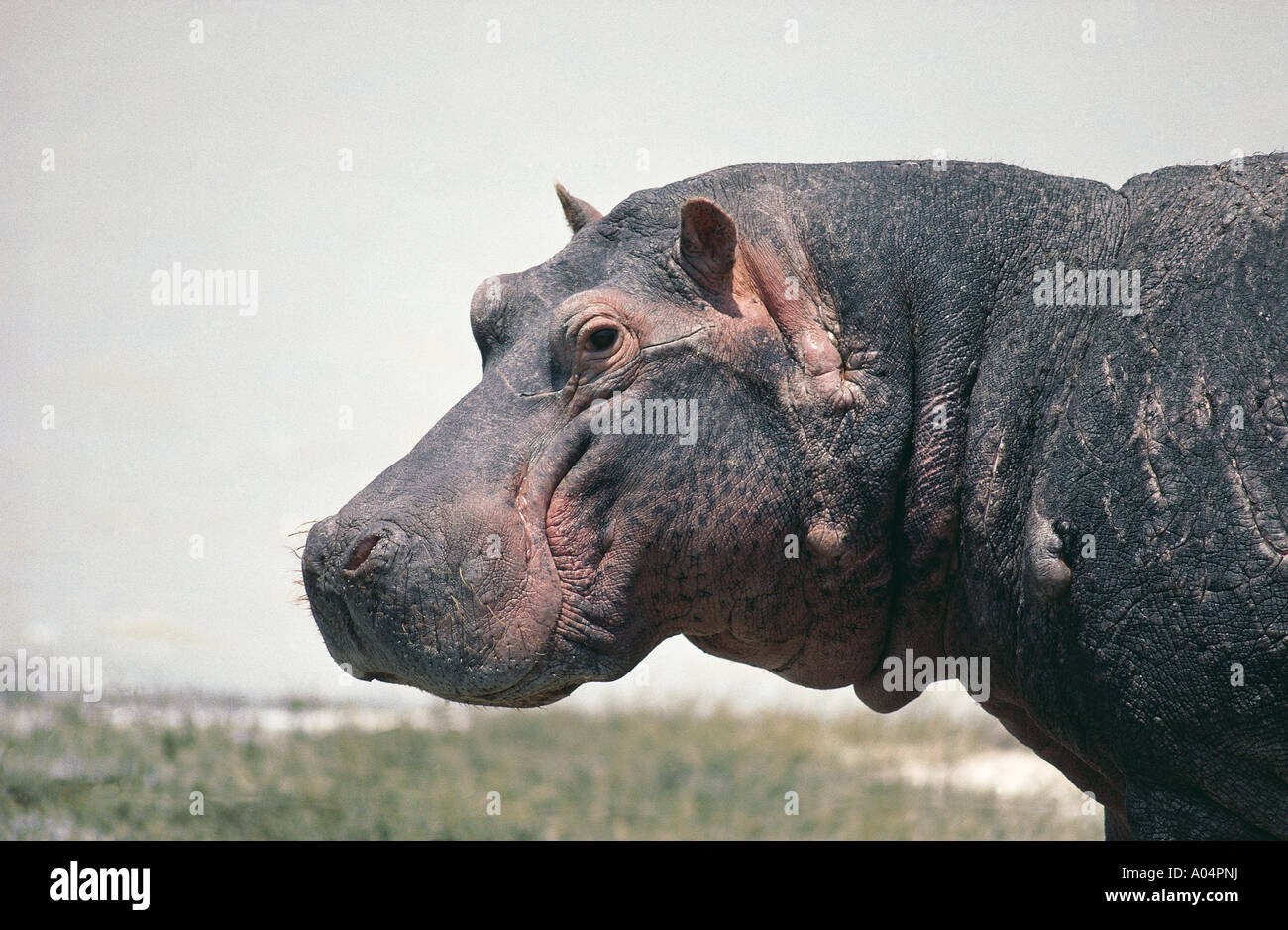 Portrait of Hippopotamus looking towards the camera in Ngorongoro Crater Tanzania East Africa Stock Photo