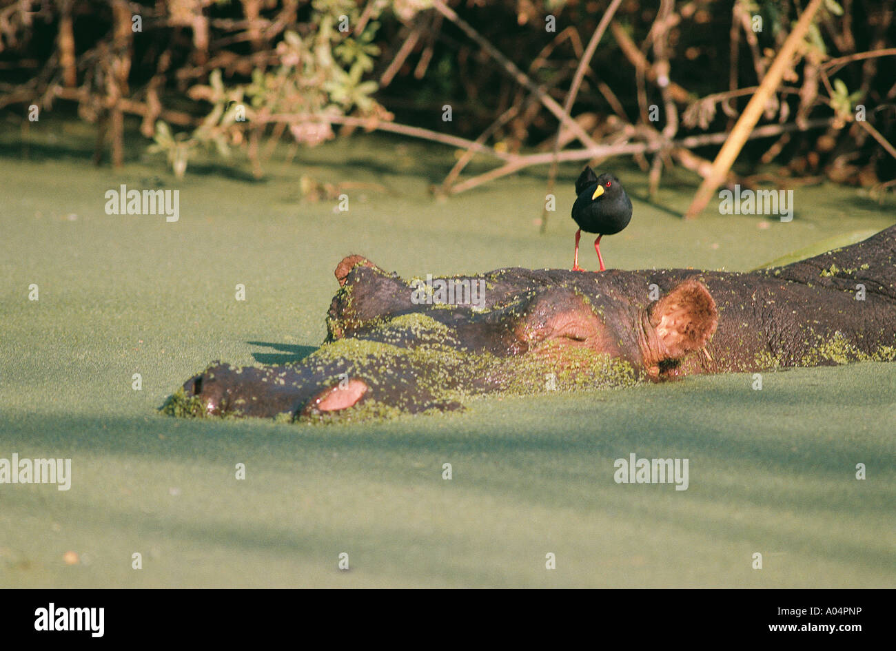 Resting Hippo almost fully submerged Seronera River Serengeti National Park Tanzania East Africa Stock Photo