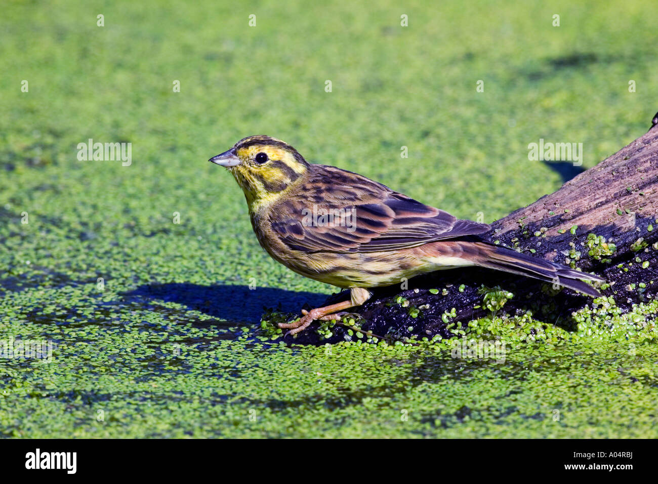 Yellowhammer Emberiza citrinella on log in pond drinking surrounded witth duck weed looking alert potton bedfordshire Stock Photo