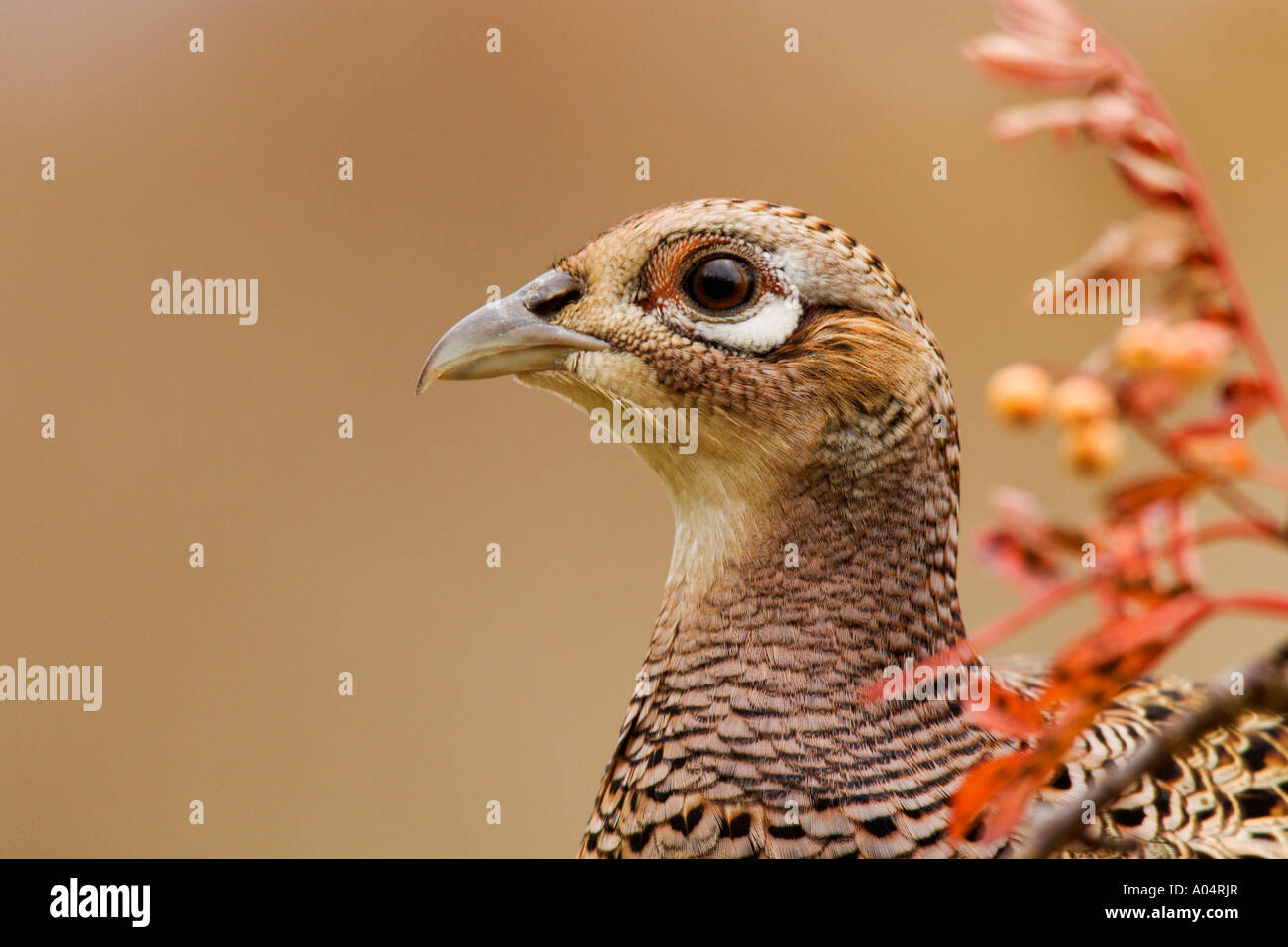 Hen Pheasant Phasianus colchicus looking alert head only nice defuse background Stock Photo
