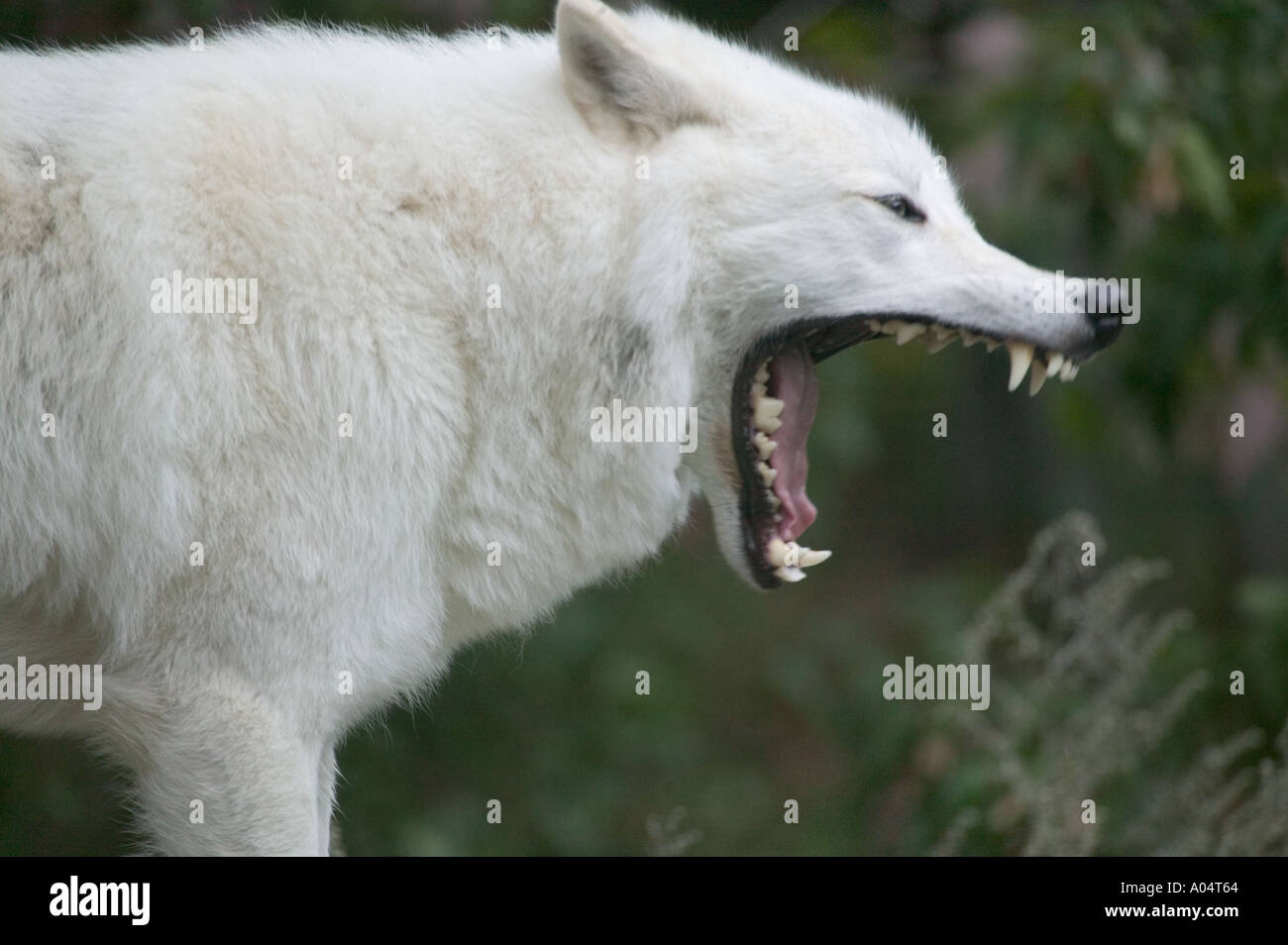 An Arctic Wolf at the International Wolf Center Ely Minnesota. Stock Photo