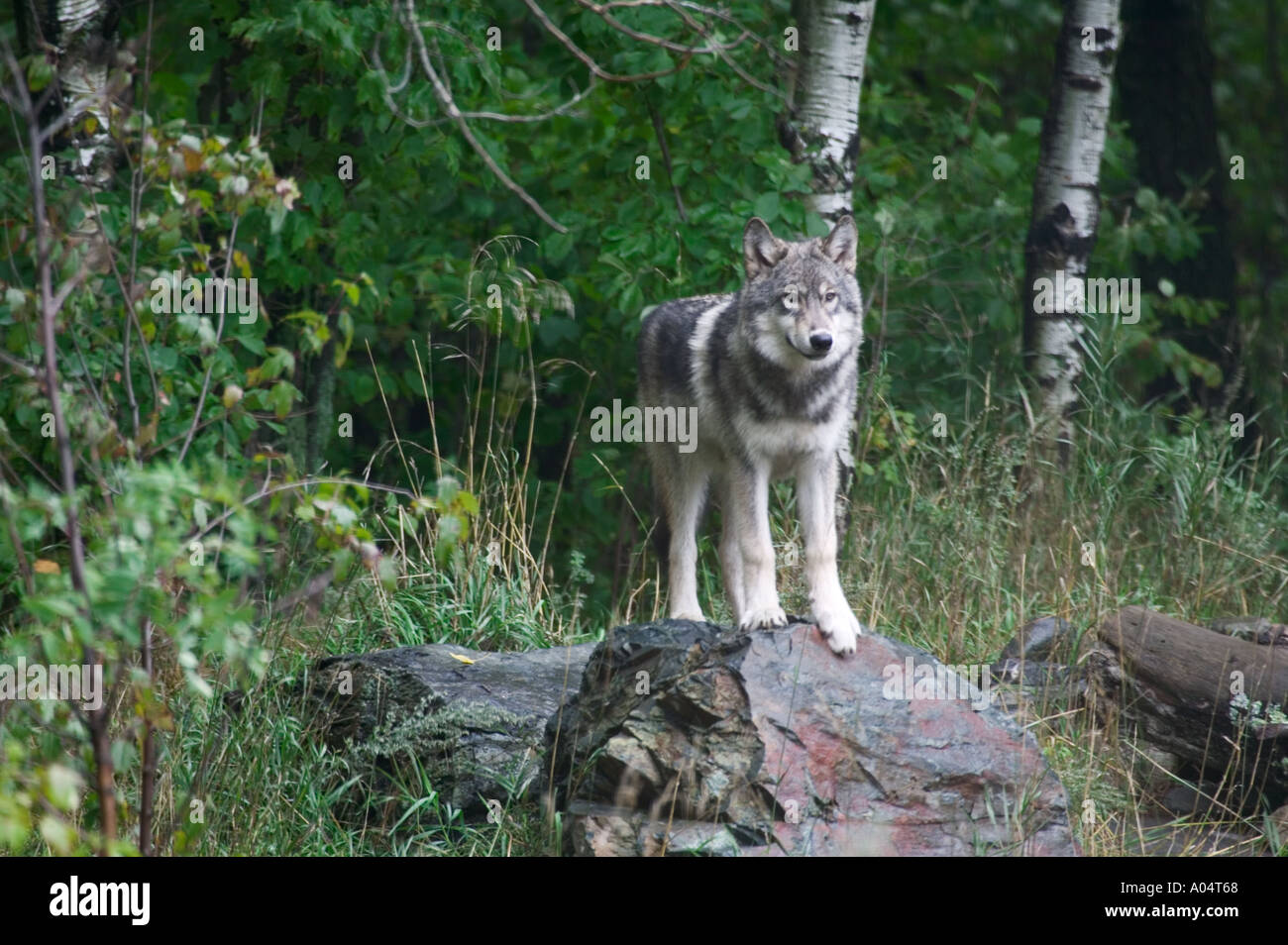 wolf of the plains pdf