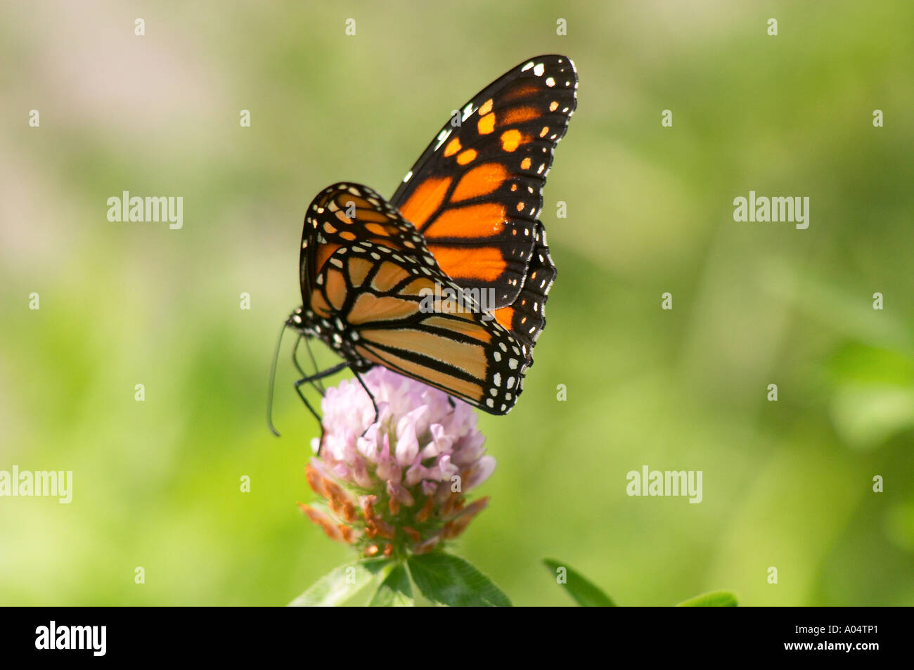 Monarch Butterfly Monarch Danaus plexippus on a flower colour Quebec ...
