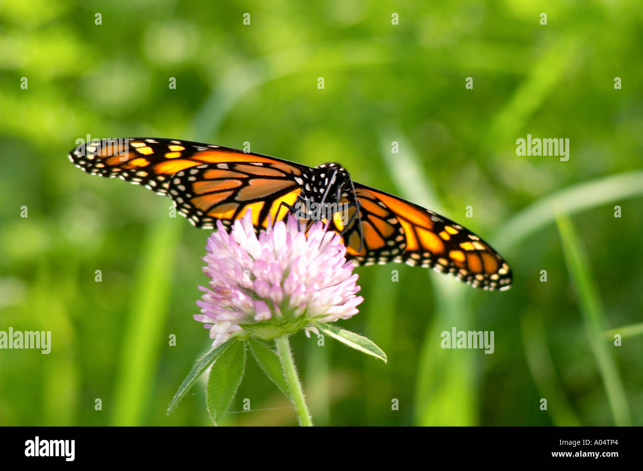 Monarch Butterfly Monarch Danaus plexippus on a flower colour Quebec ...