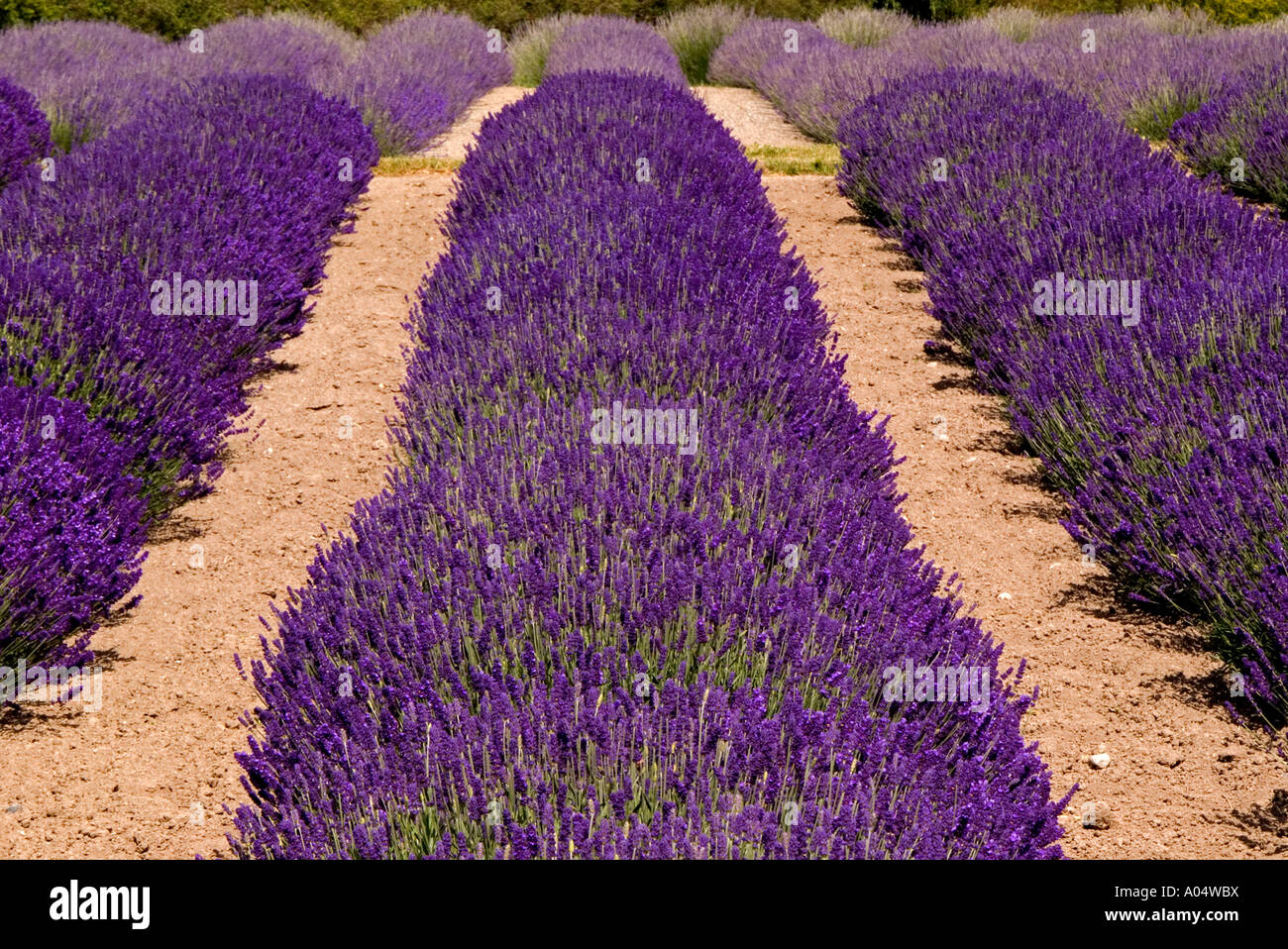 USA, Washington, Jardin du Soleil, row of hidcote lavender in field Stock Photo