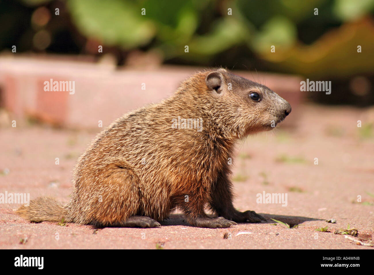 Baby woodchuck hires stock photography and images Alamy