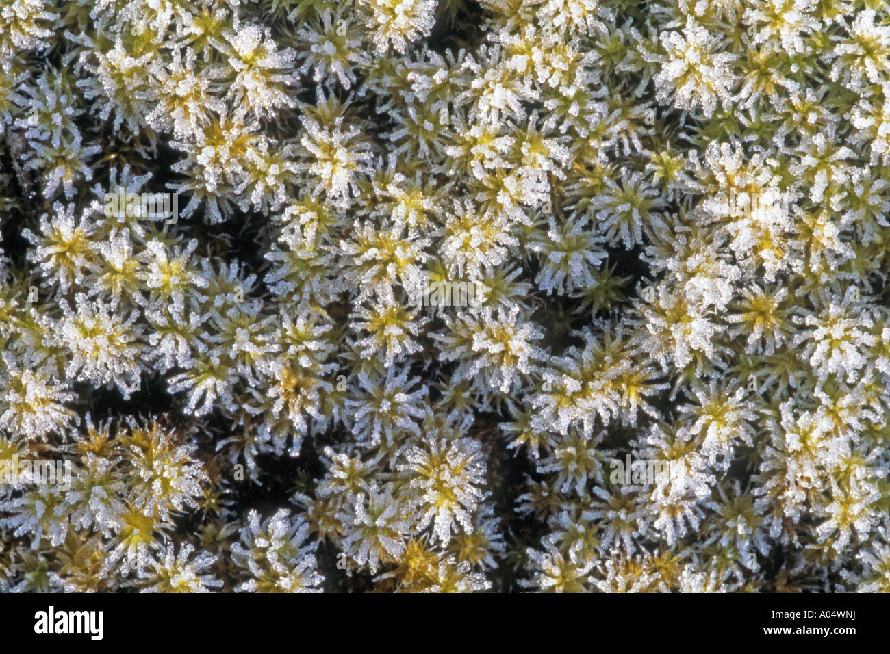 Square Goose neck moss, Springy turf moss (Rhytidiadelphus squarrosus) in hoarfrost seen from above Stock Photo
