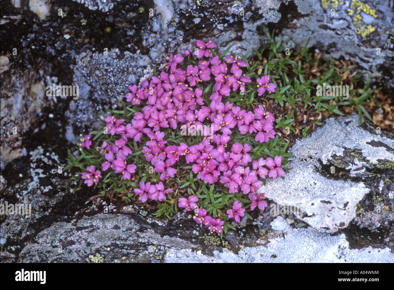 Cushion Pink, Moss Campion (Silene acaulis) flowering plant Stock Photo