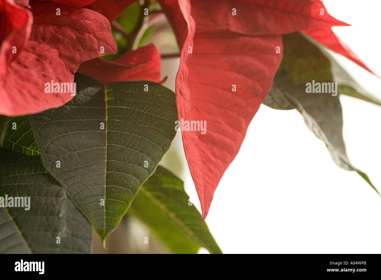 christmas star plant (Euphorbia Pulcherrima Stock Photo Alamy