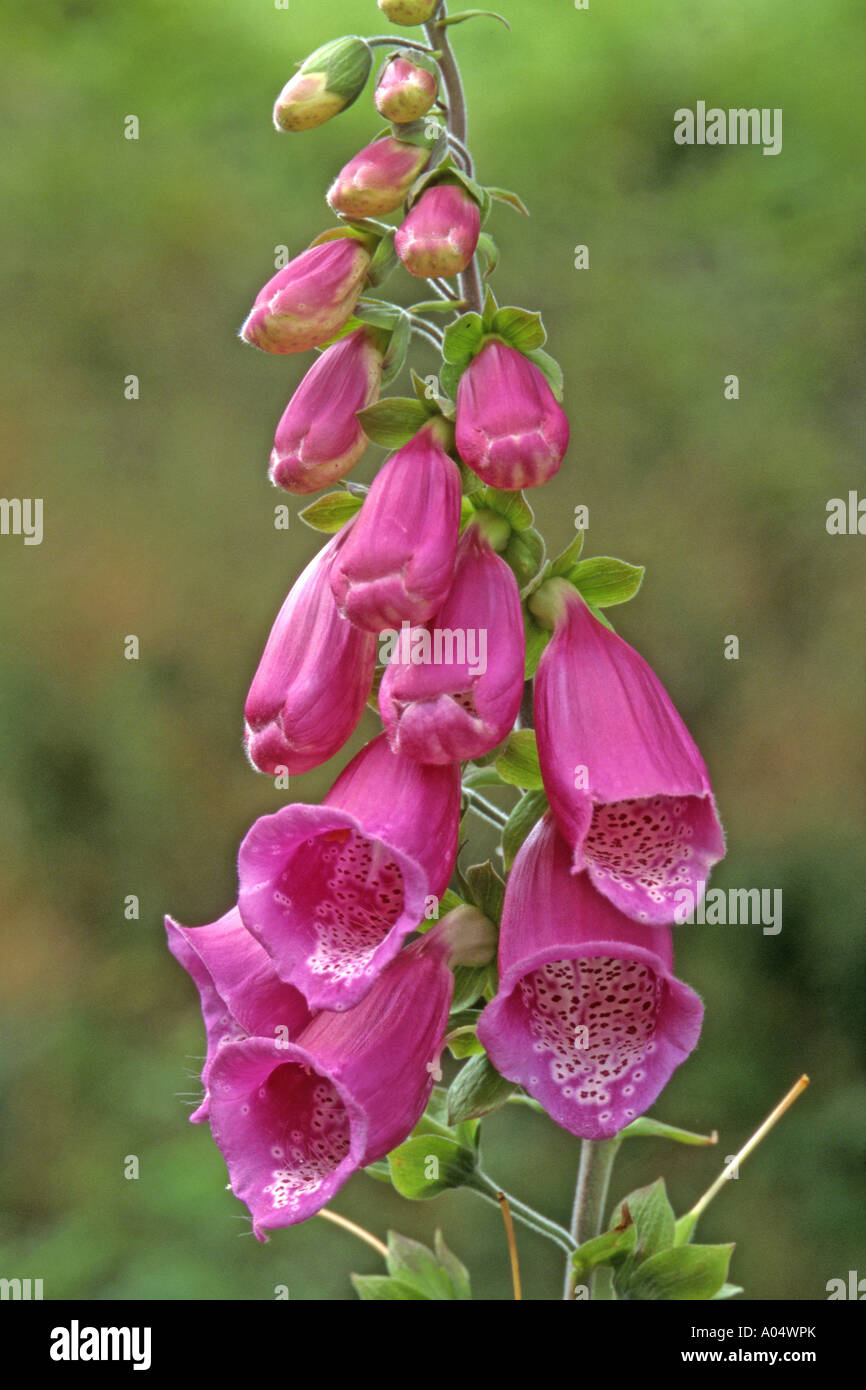 Common Foxglove (Digitalis purpurea) flowering plant Stock Photo