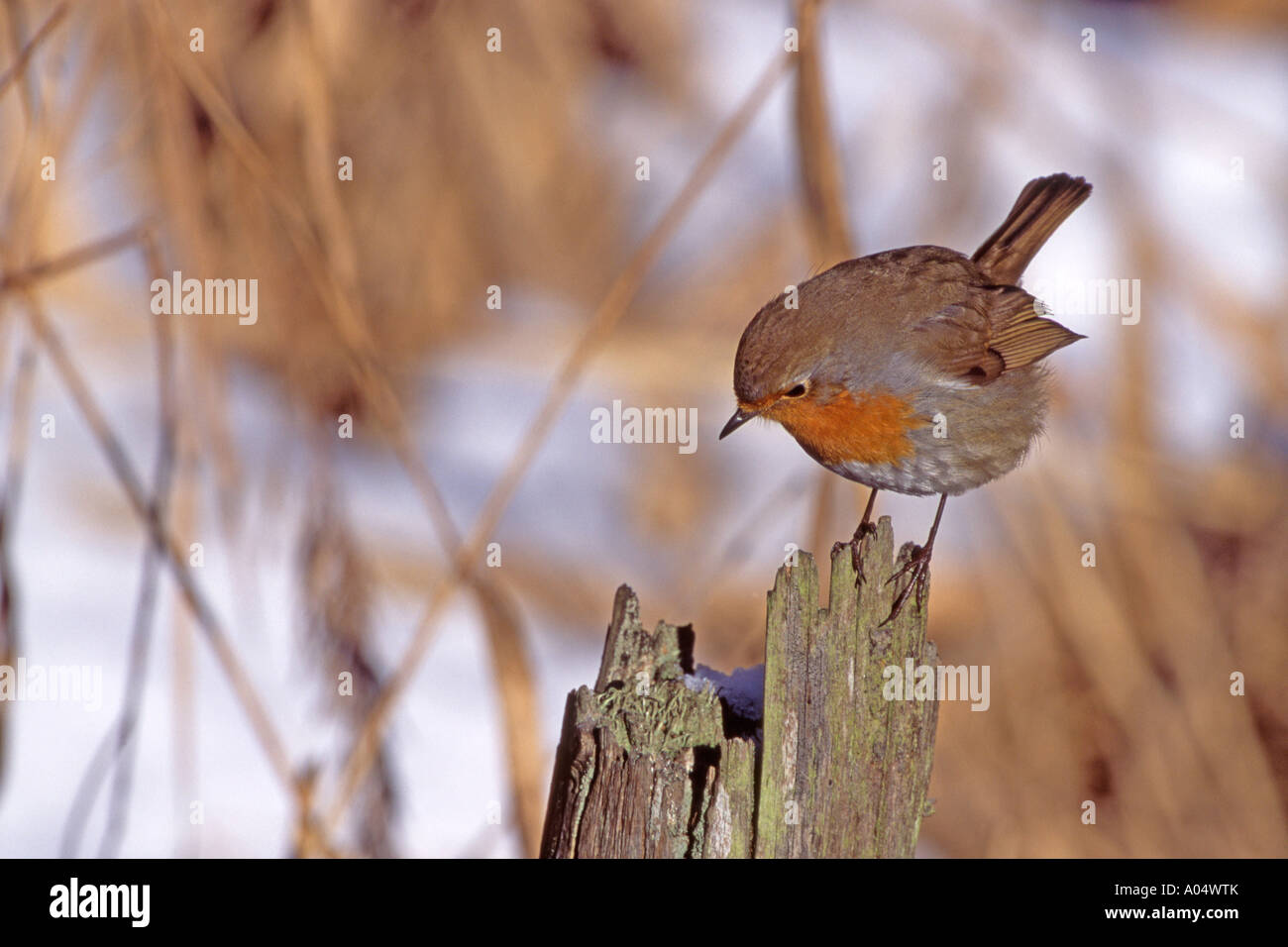 Robin (Erithacus rubecula) perched on tree stump Stock Photo