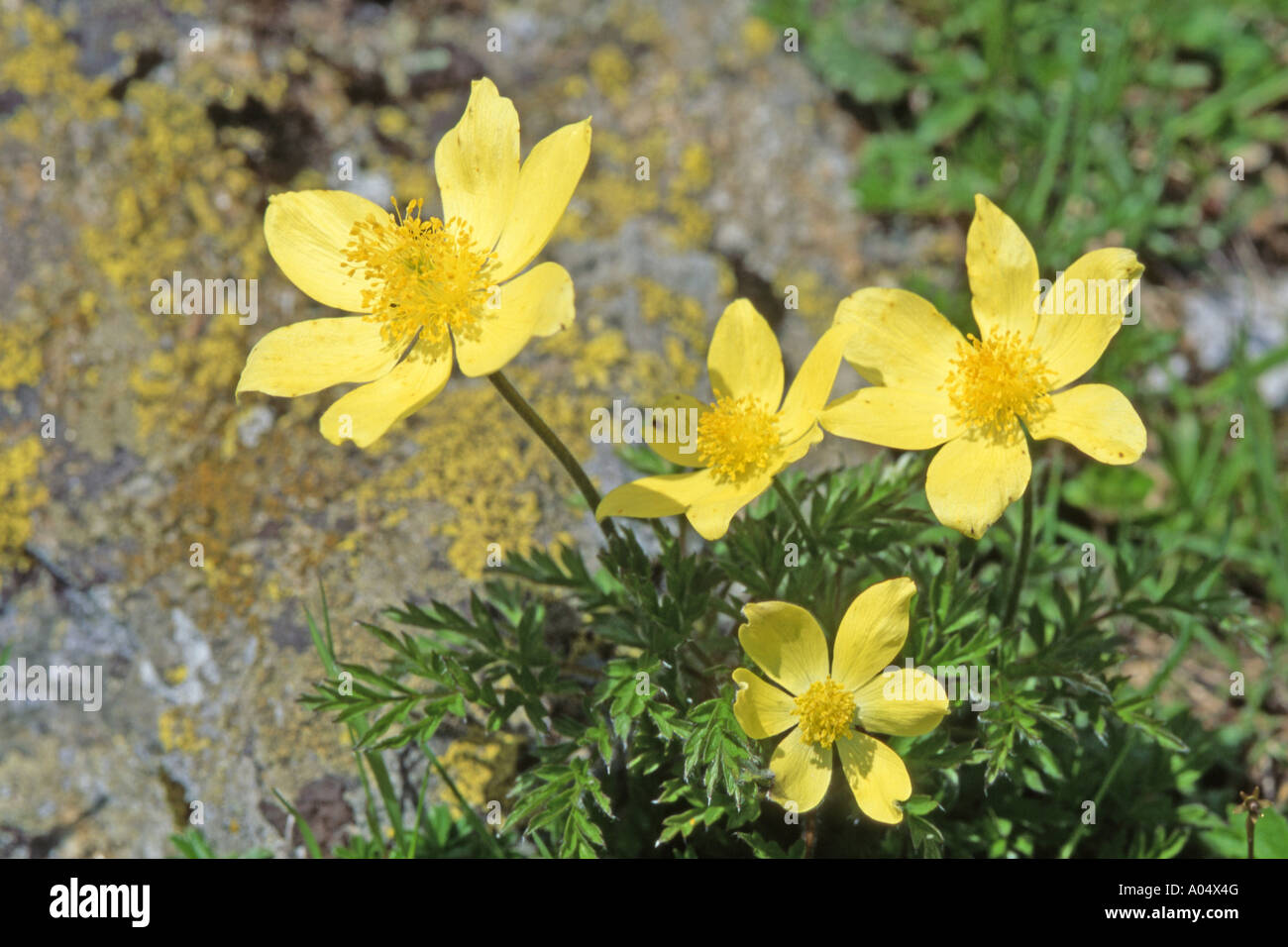 Alpine Pasqueflower (Pulsatilla alpina ssp apiifolia) flowering Stock Photo