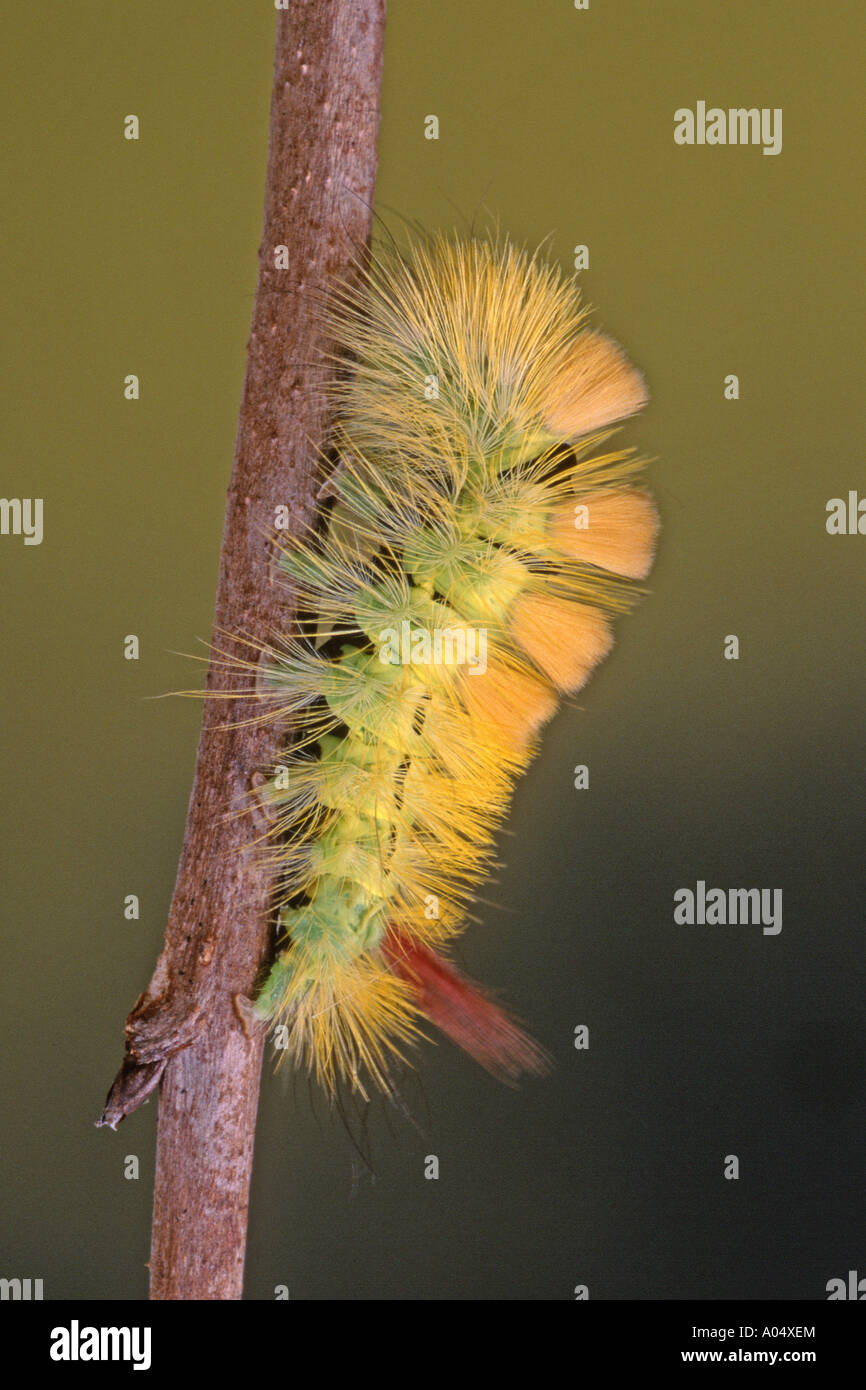 Pale Tussock, Red tail Moth (Dasychira pudibunda, Calliteara pudibunda) caterpillar Stock Photo