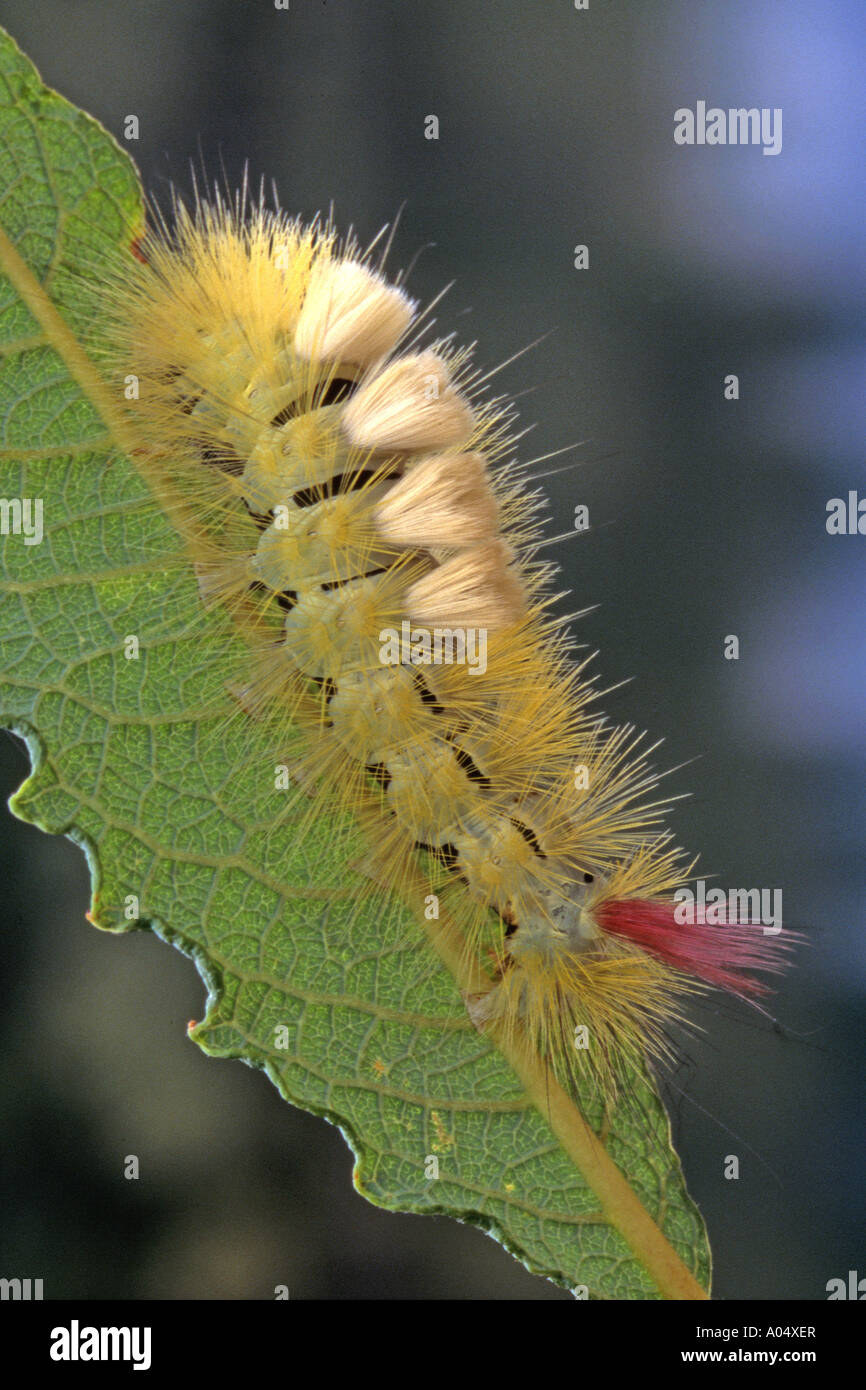 Pale Tussock, Red-tail Moth (Dasychira pudibunda, Calliteara pudibunda), caterpillar on leaf Stock Photo
