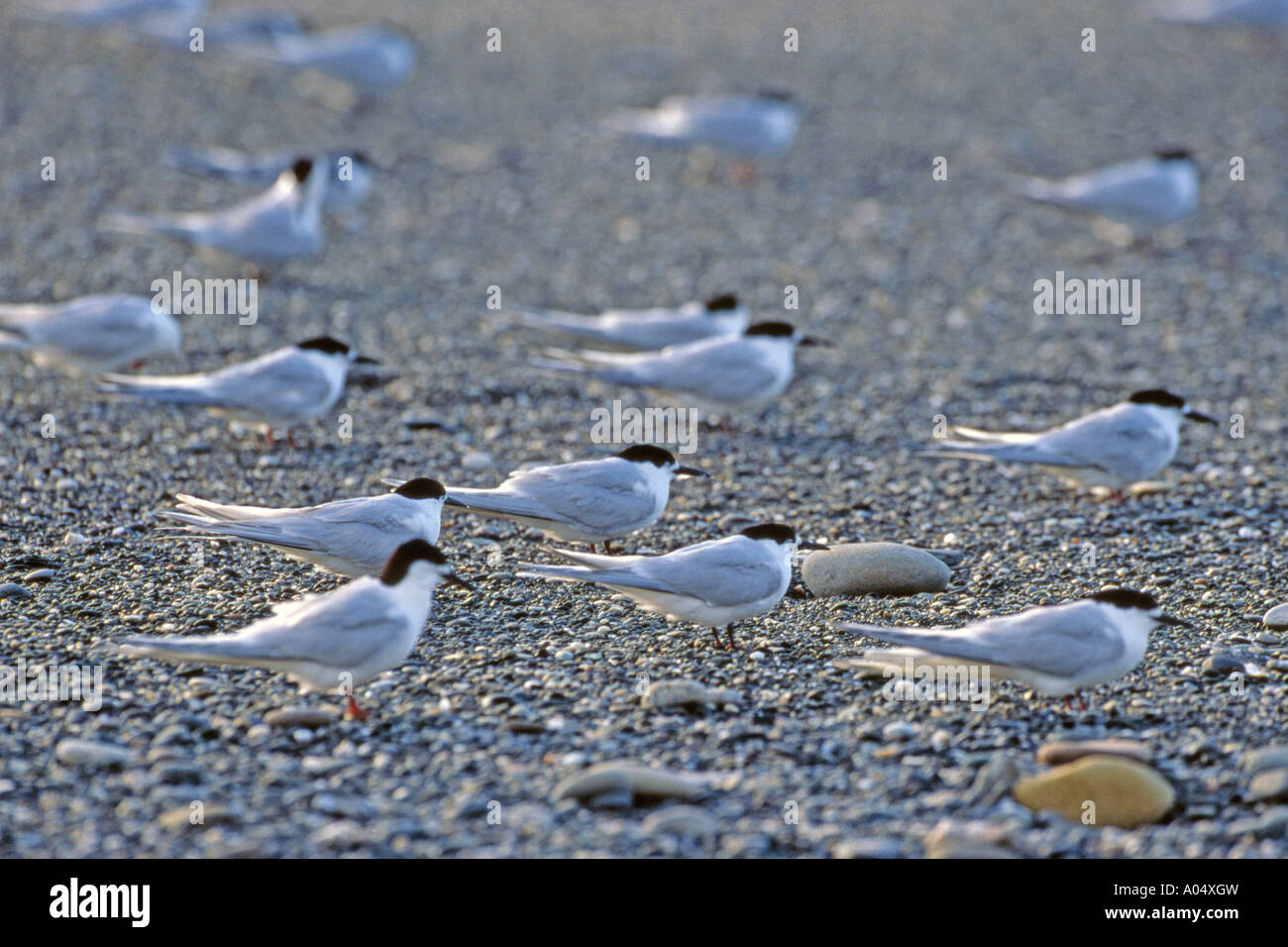 White Fronted Tern (Sterna striata) birds resting on the beach Stock Photo