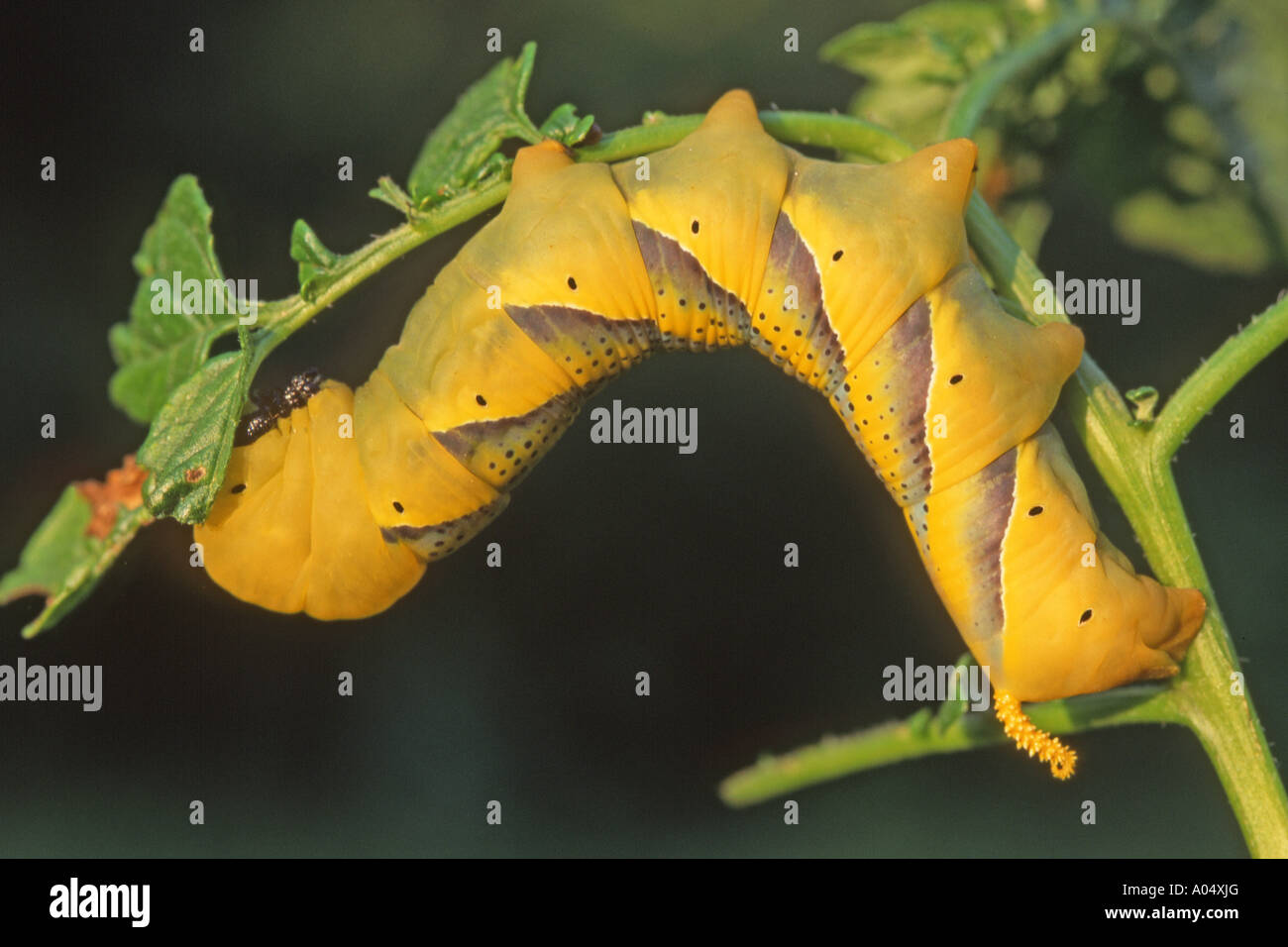 Potato Caterpillar High Resolution Stock Photography and Images Alamy