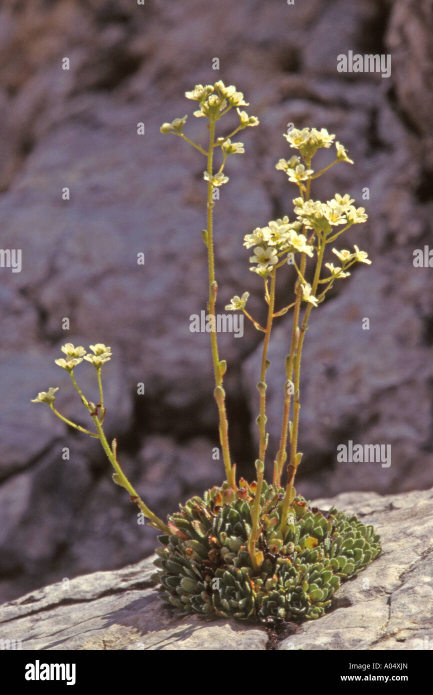 Mountain saxifrage (Saxifraga paniculata, Saxifraga aizoon) flowering Stock Photo
