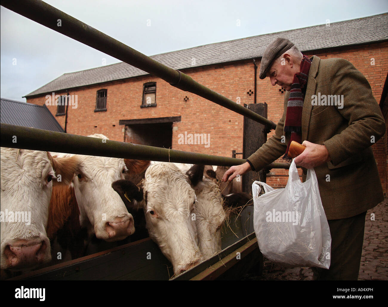 Farmer feeding cattle Stock Photo - Alamy