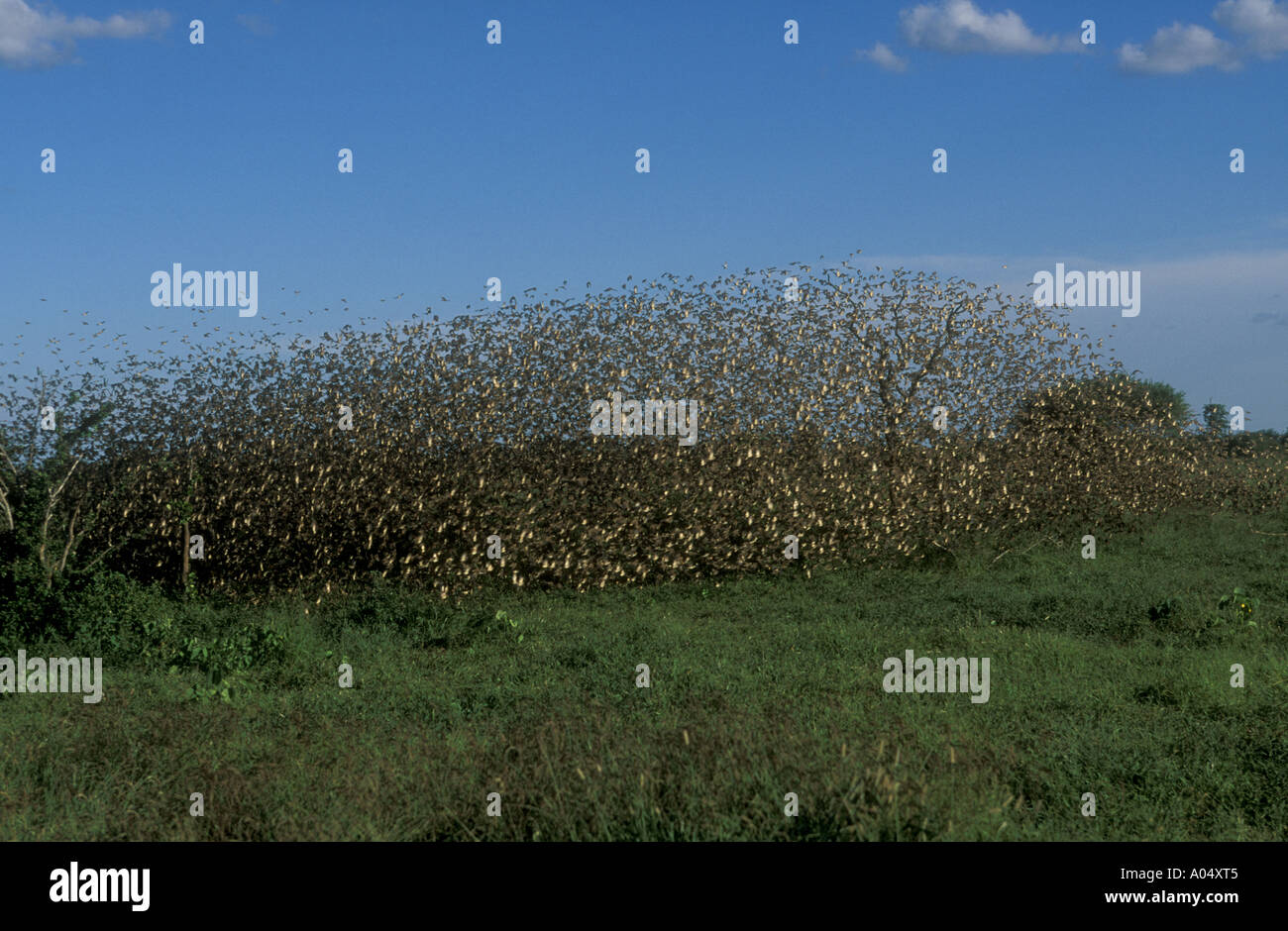 Red billed Quelea swarm Samanyanga Zimbabwe Africa Stock Photo