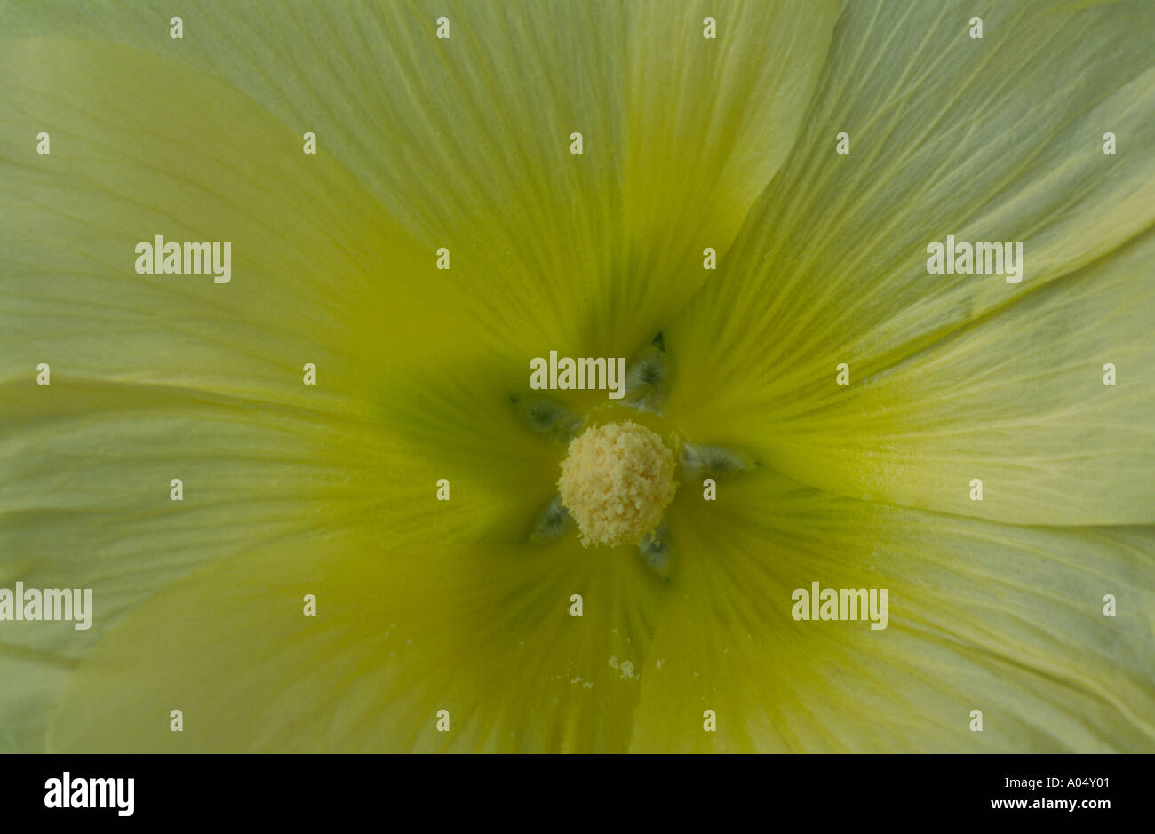 Alcea ficifolia. Hollyhock Stock Photo - Alamy