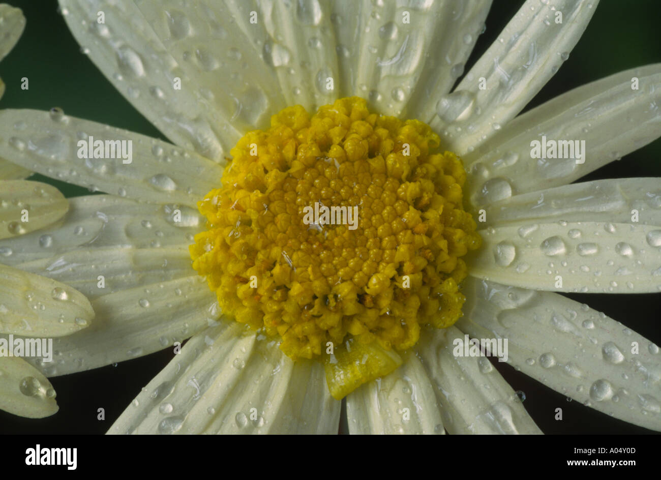Argyranthemum 'Starlight Vanilla Ripple'. Stock Photo