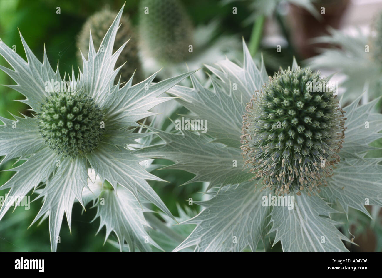 Eryngium giganteum AGM Miss Willmott's ghost, Sea Holly, Eryngo Stock