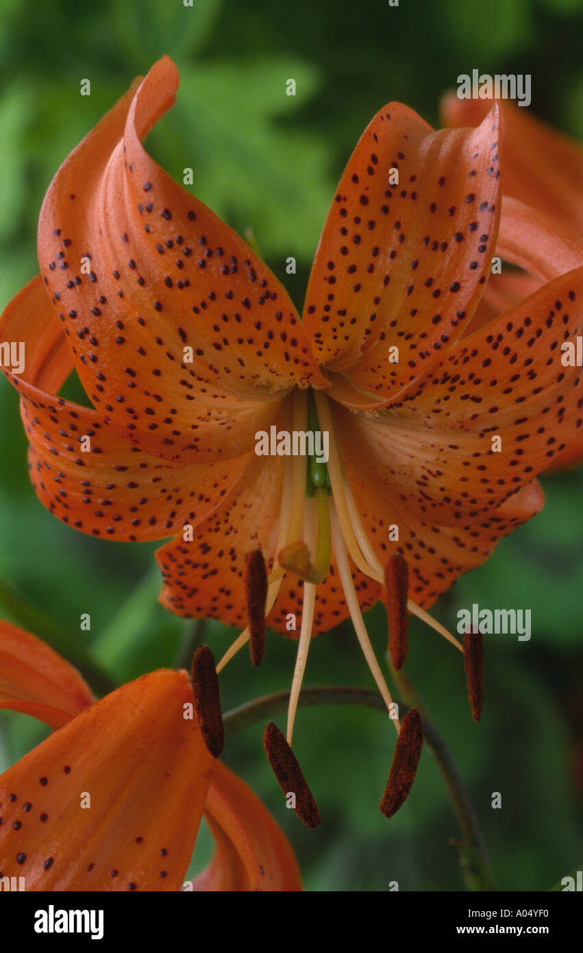 Lilium davidii. Division 9 Lily. Stock Photo