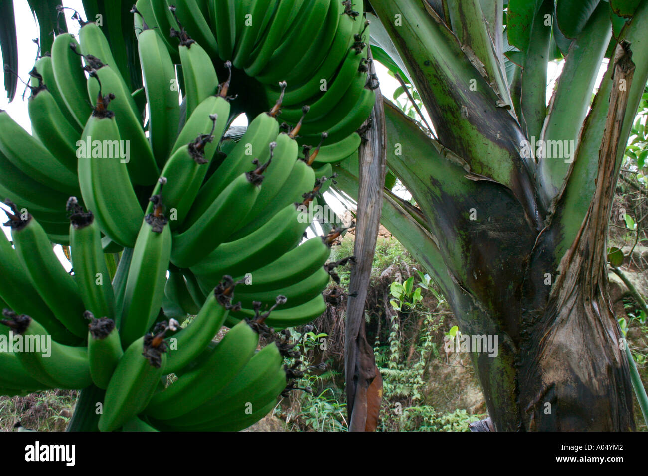 Stalk of raw banana hanging by the plantain Stock Photo
