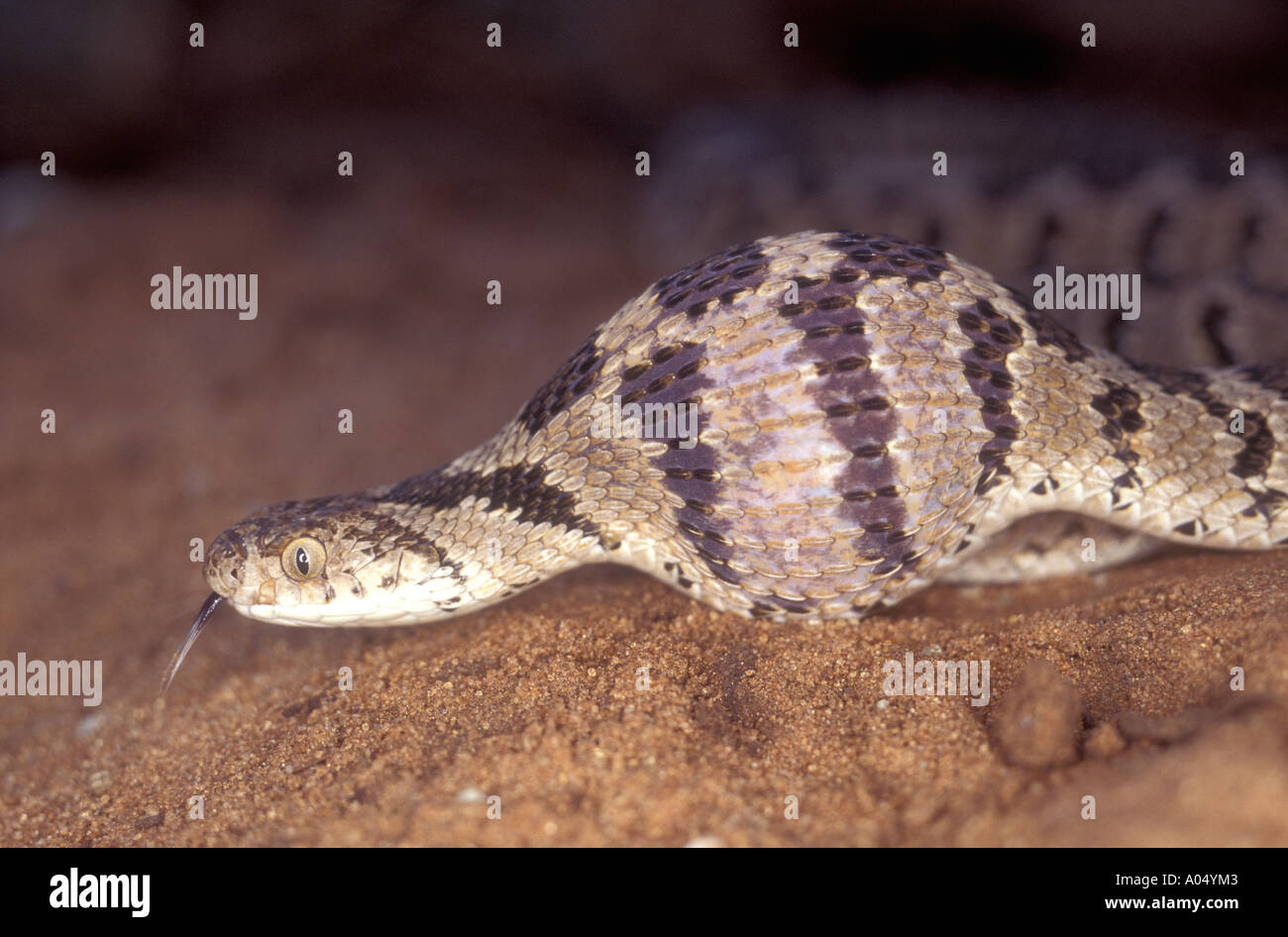 Common or Rhombic Egg Eater after swallowing an egg Zimbabwe Africa