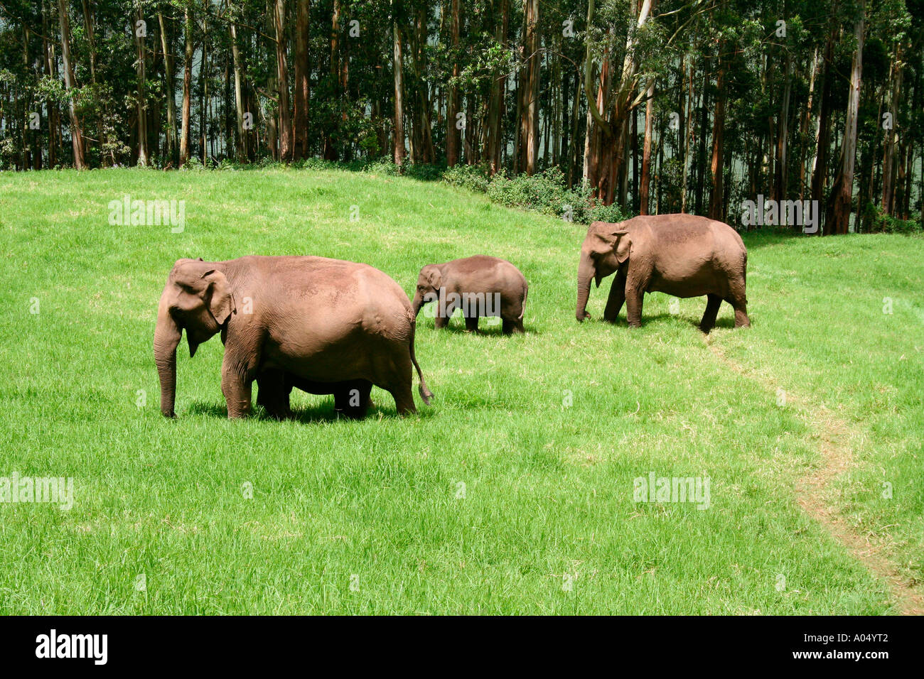 Thick forest trees in kerala hi-res stock photography and images - Alamy