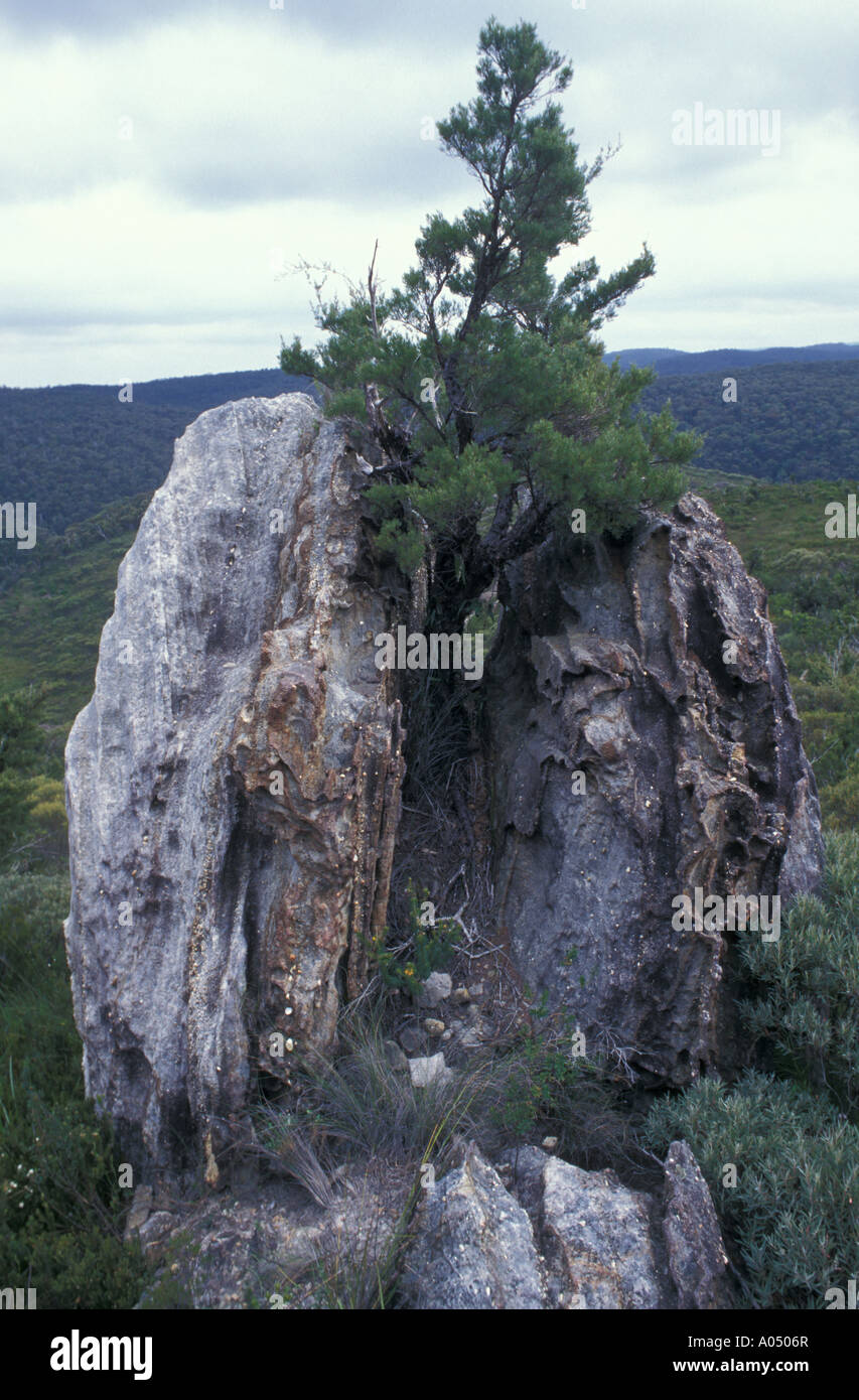 Australia nsw green nature natural vertical hard difficult roots hi-res ...
