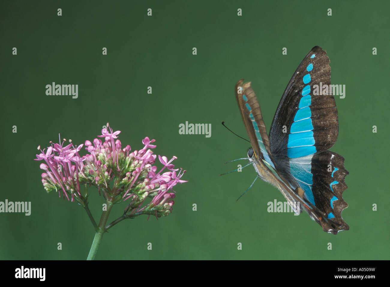 Blue triangle butterfly in flight Stock Photo Alamy