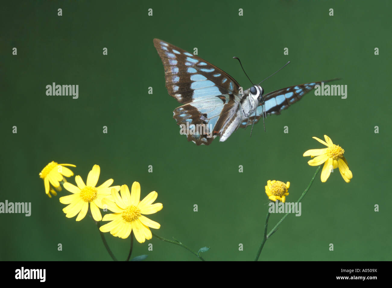 Blue triangle butterfly in flight Stock Photo Alamy