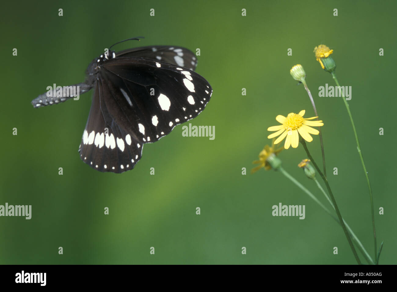 Common Australian crow or Oleander butterfly Euploea Core Corinna core