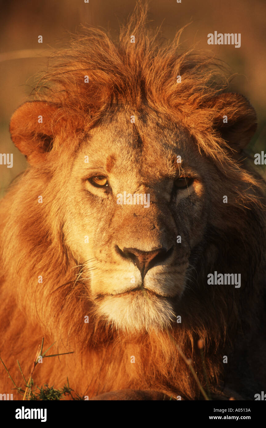Portrait of a male lion Stock Photo - Alamy