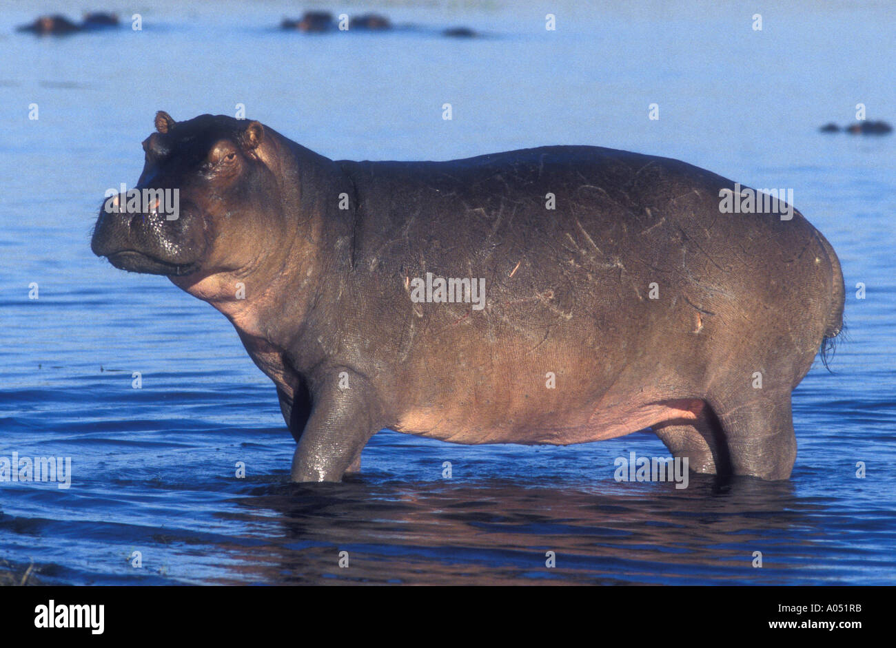 Hippo standing ankle deep in water at the edge of the Chobe river Chobe National Park Botswana Stock Photo
