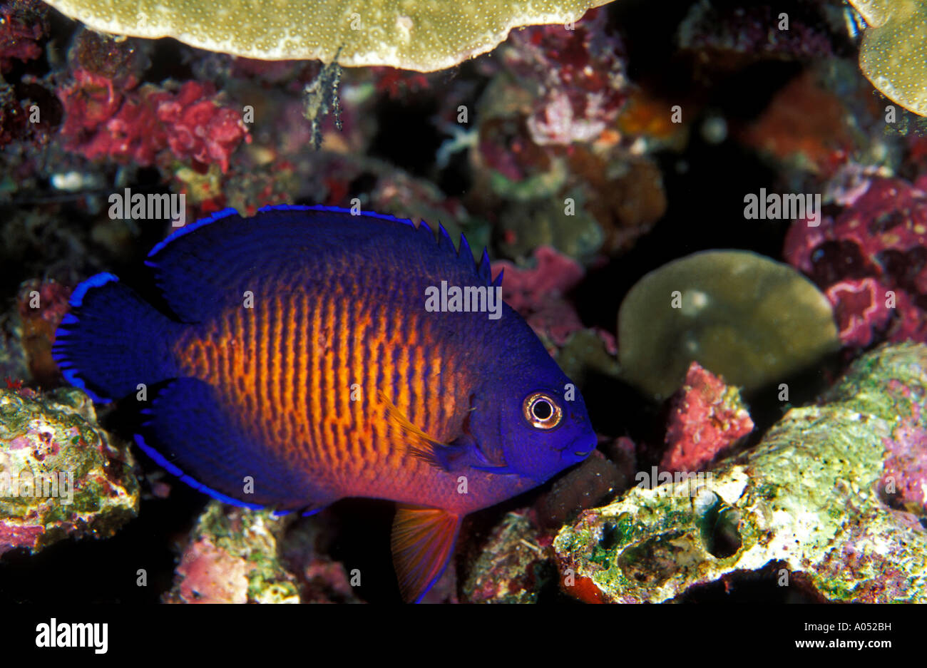 Coral beauty angelfish, Centropyge bispinosus, Tukang Besi Islands Sulawesi Indonesia. Stock Photo