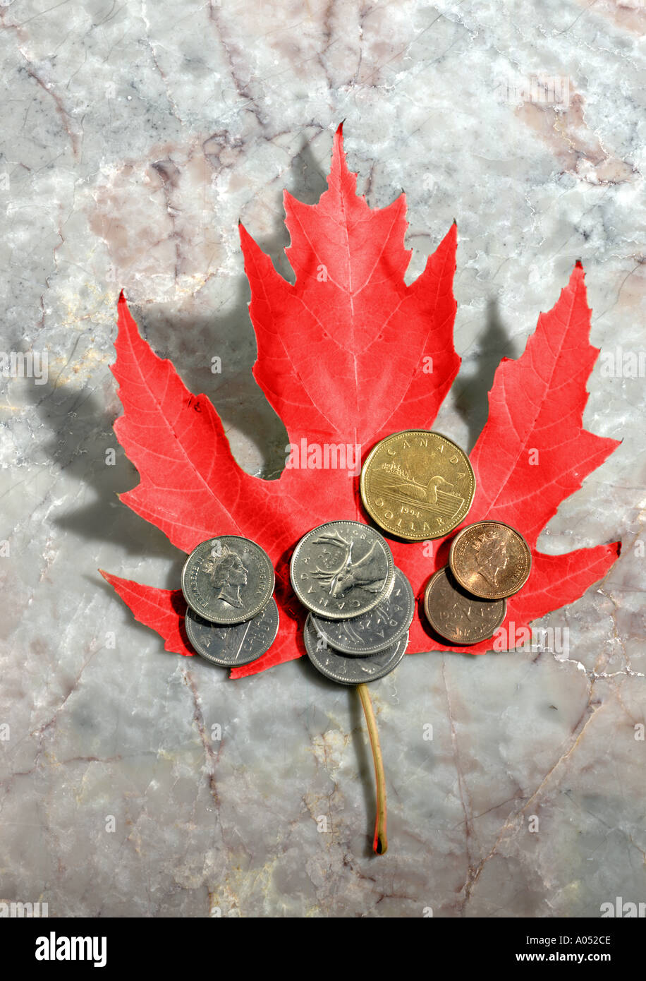 Maple Leaf Stock Photo