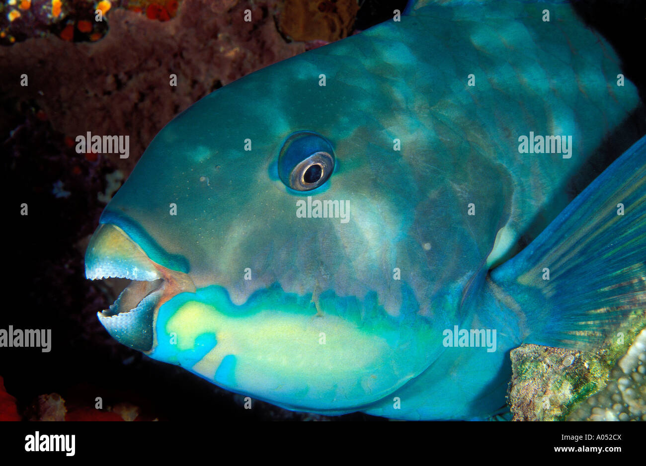 Steephead parrotfish , Chlorurus microrhinos , Sulawesi, Indonesia Stock Photo