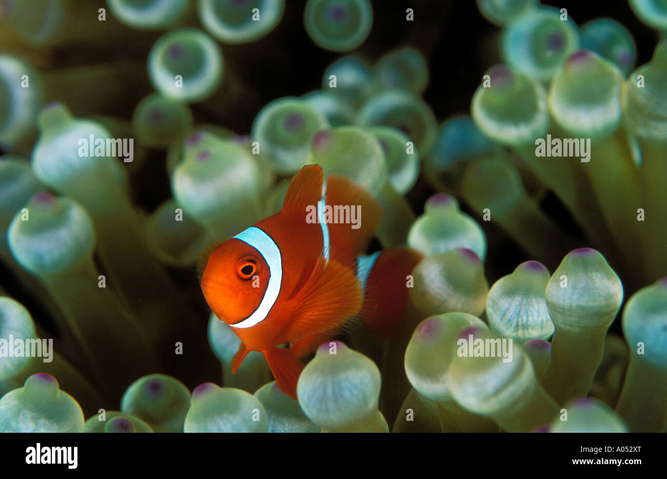 Spinecheek anemonefish , Premnas biaculeatus, Sulawesi Indonesia Stock Photo