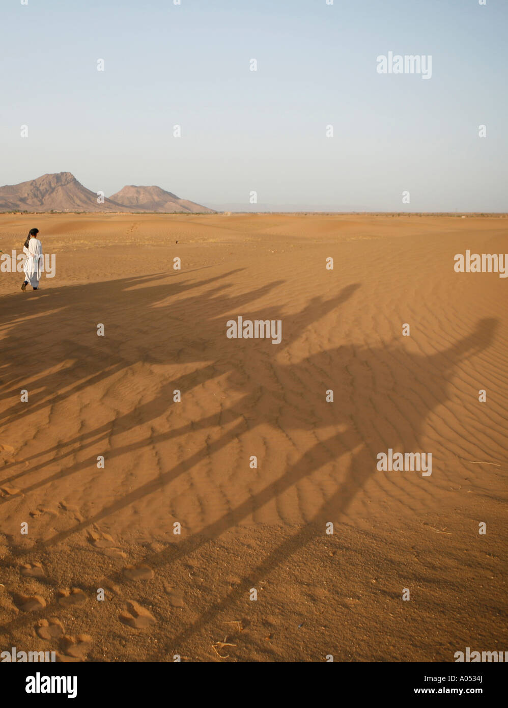 Camels, Zagora Sahara desert, Morocco. North Africa Stock Photo - Alamy