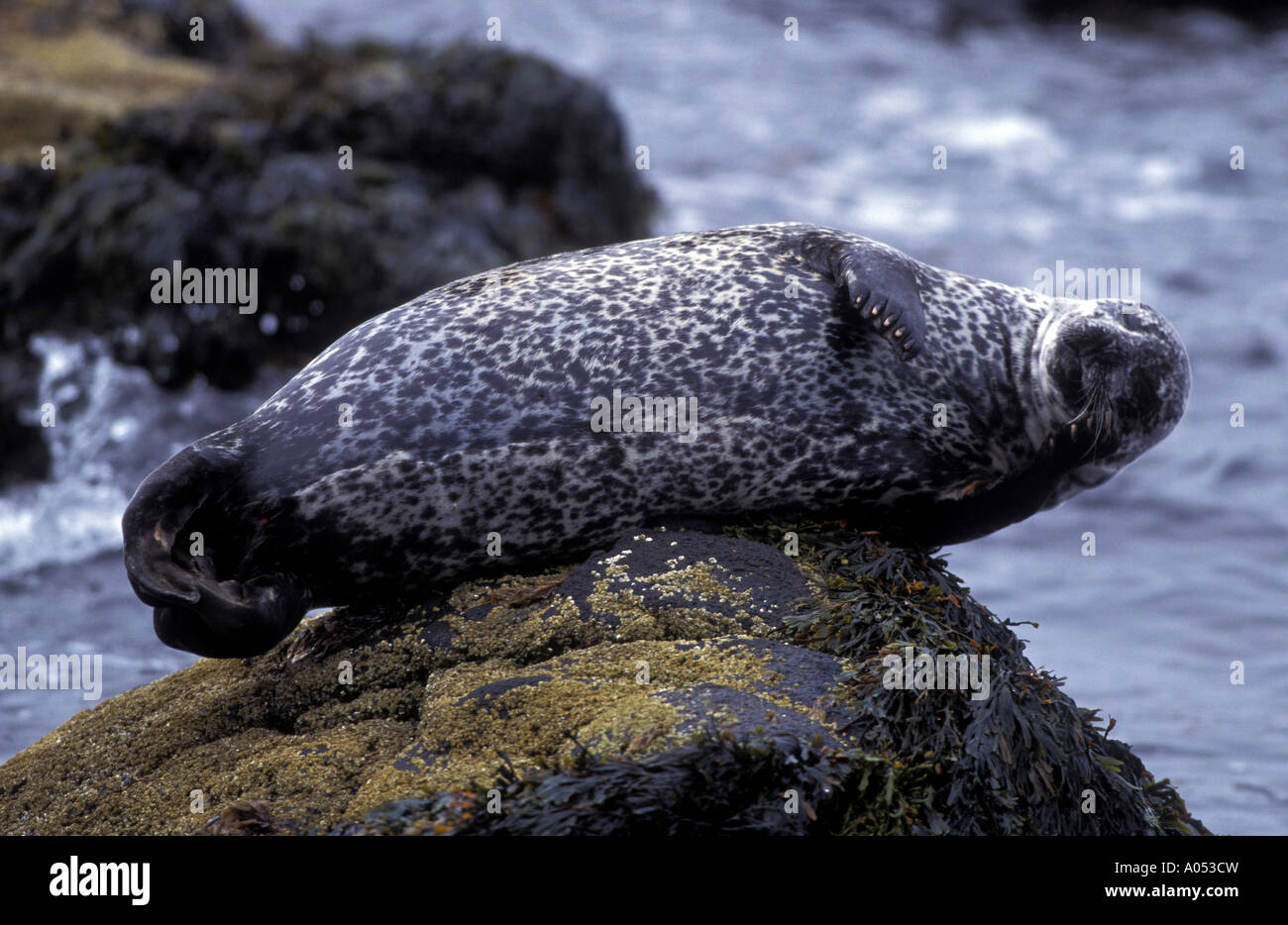 Hooded Seal, Cystophora cristata, female Vatnses Peninsula Iceland. Stock Photo