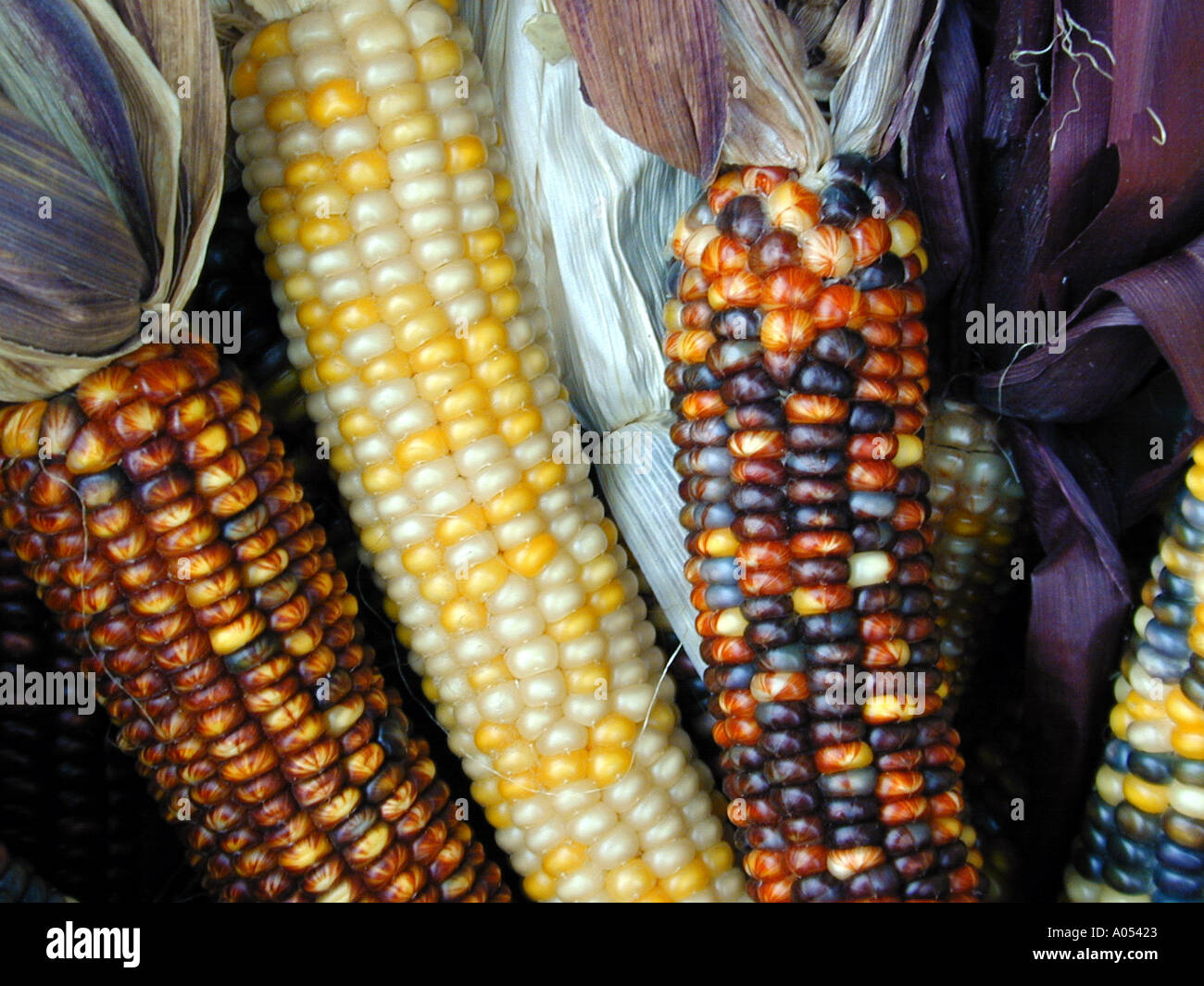 Indian Corn USA Stock Photo Alamy   Indian Corn Usa A05423 