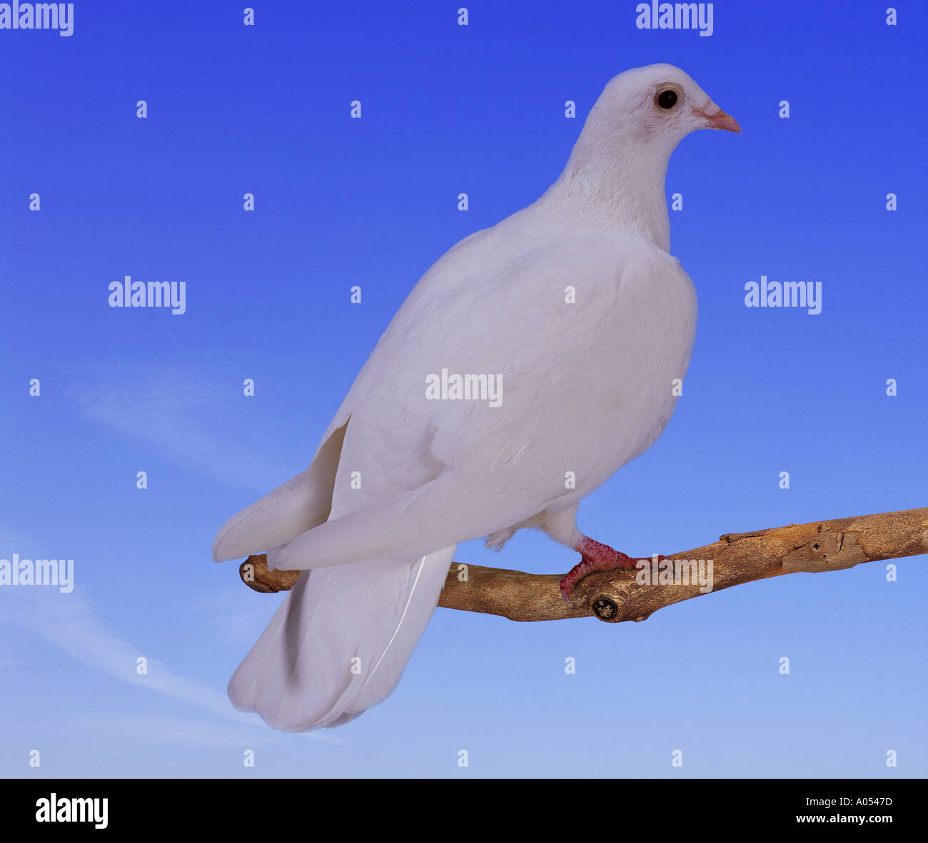 White dove Stock Photo