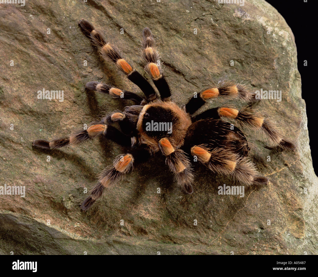 spider Stock Photo