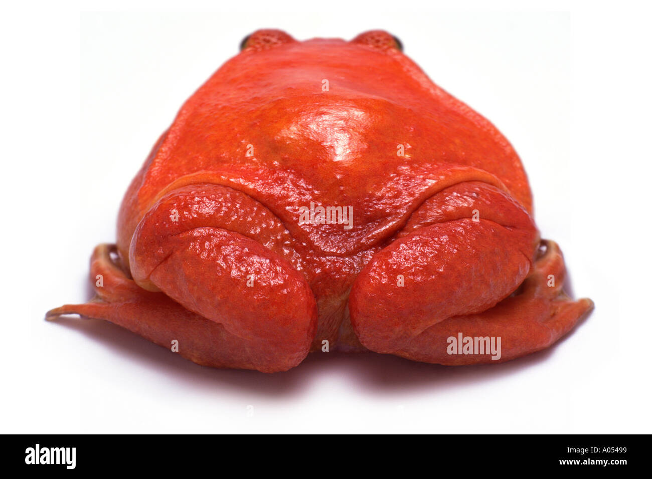 Red frog Stock Photo