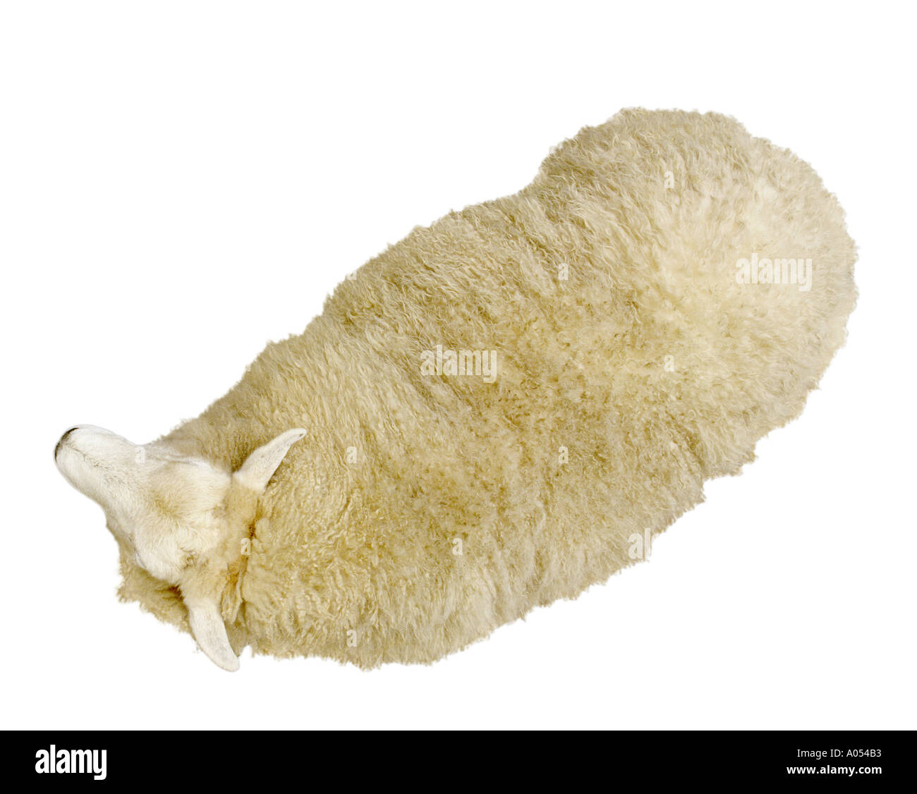 Sheep Stock Photo