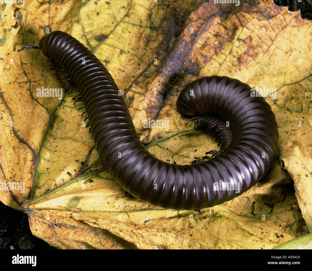 Millipede Stock Photo