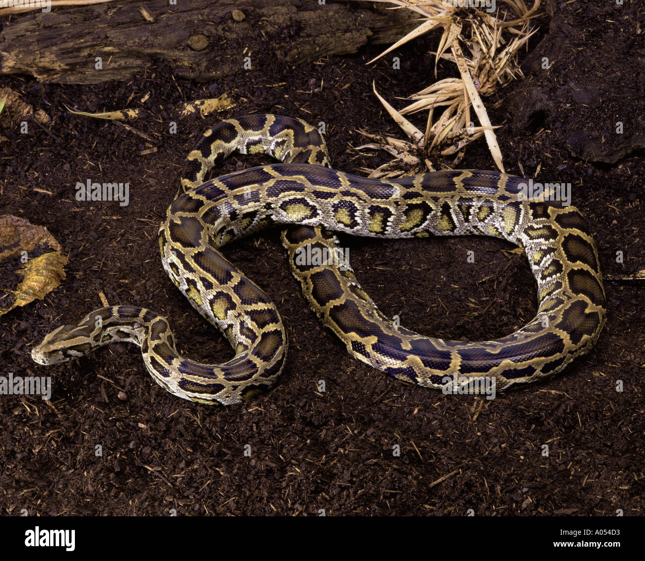 Burmese python Stock Photo