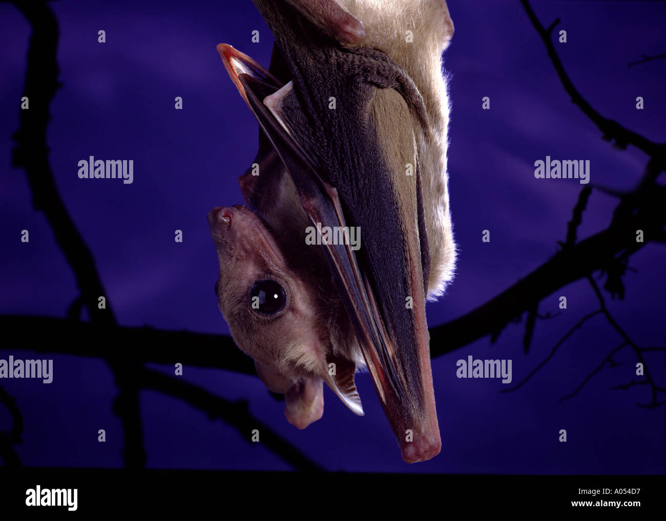 Fruit bat Stock Photo